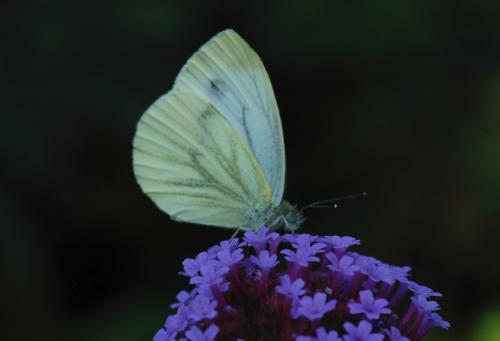 Pieris napi